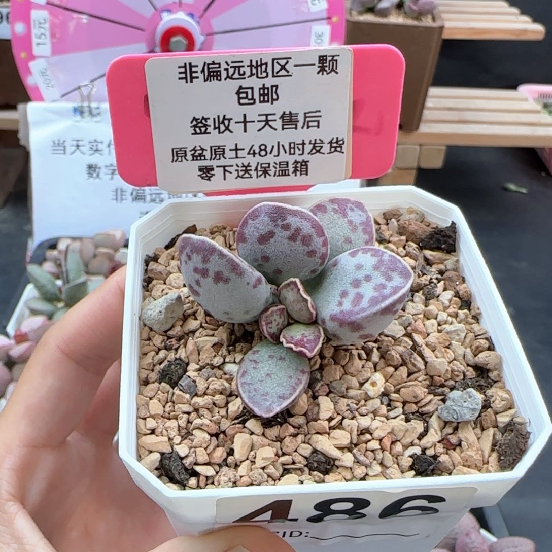 486艾薇蛋多肉植物