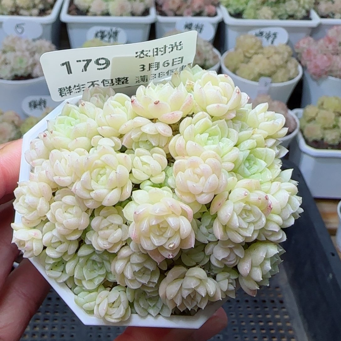 【闪购商品】0306-179优选麦杆