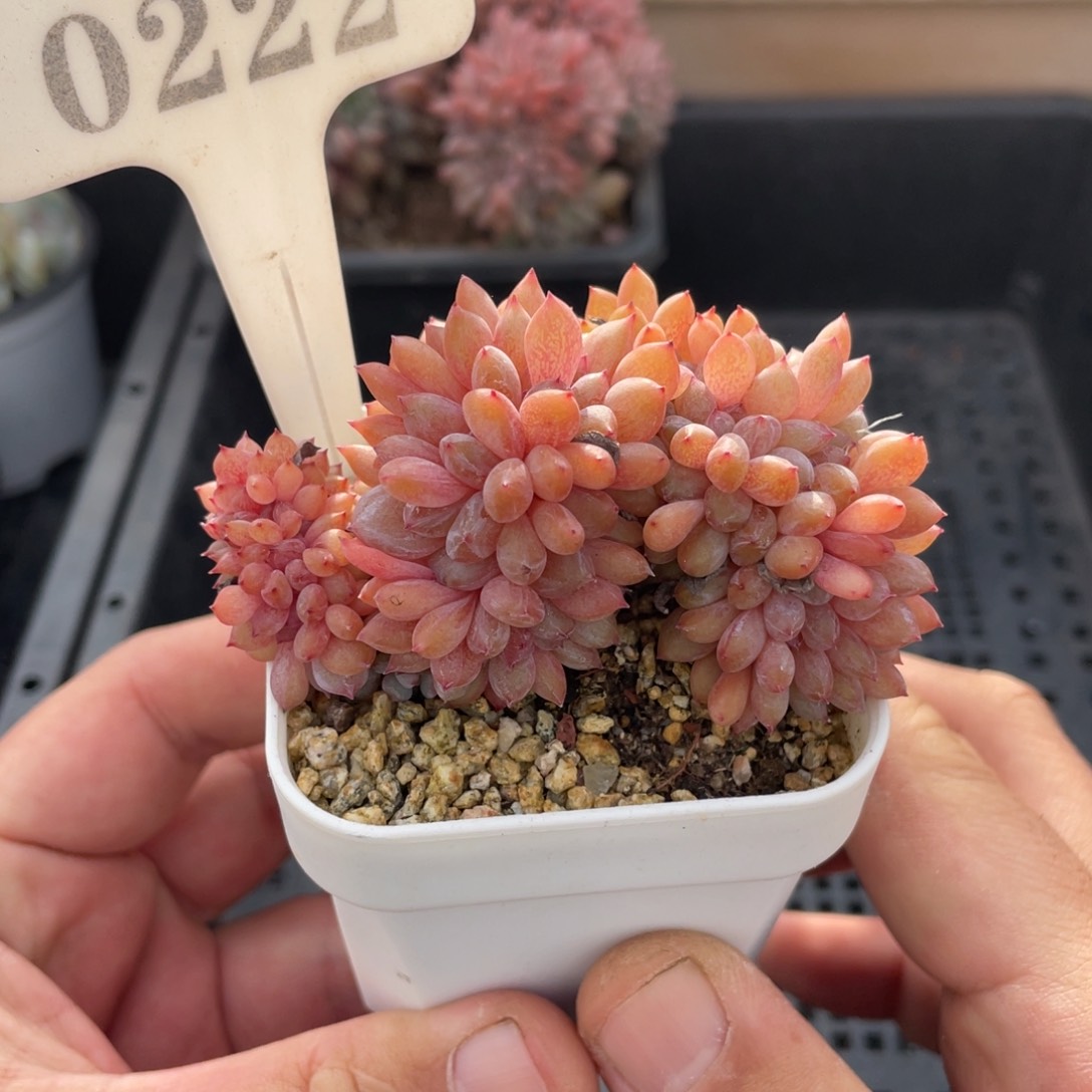 0222橙子缀不带盆7厘米