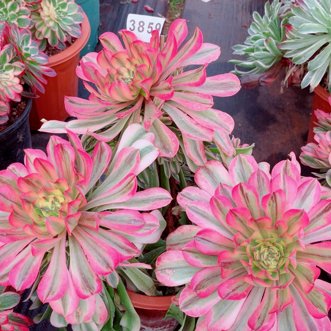 粉钻多肉不售后发货