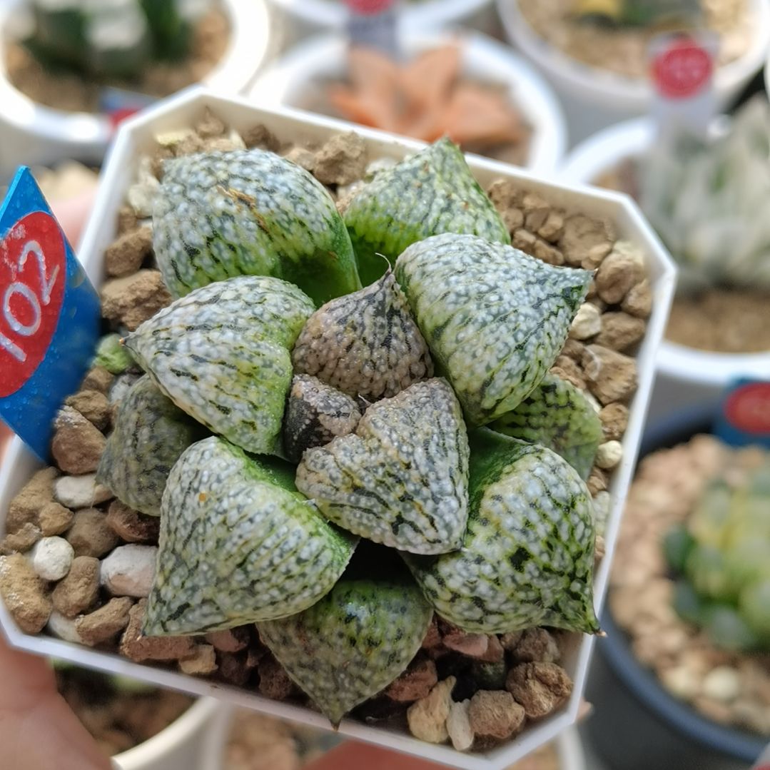 102号奄美白银一物一拍带盆土发货