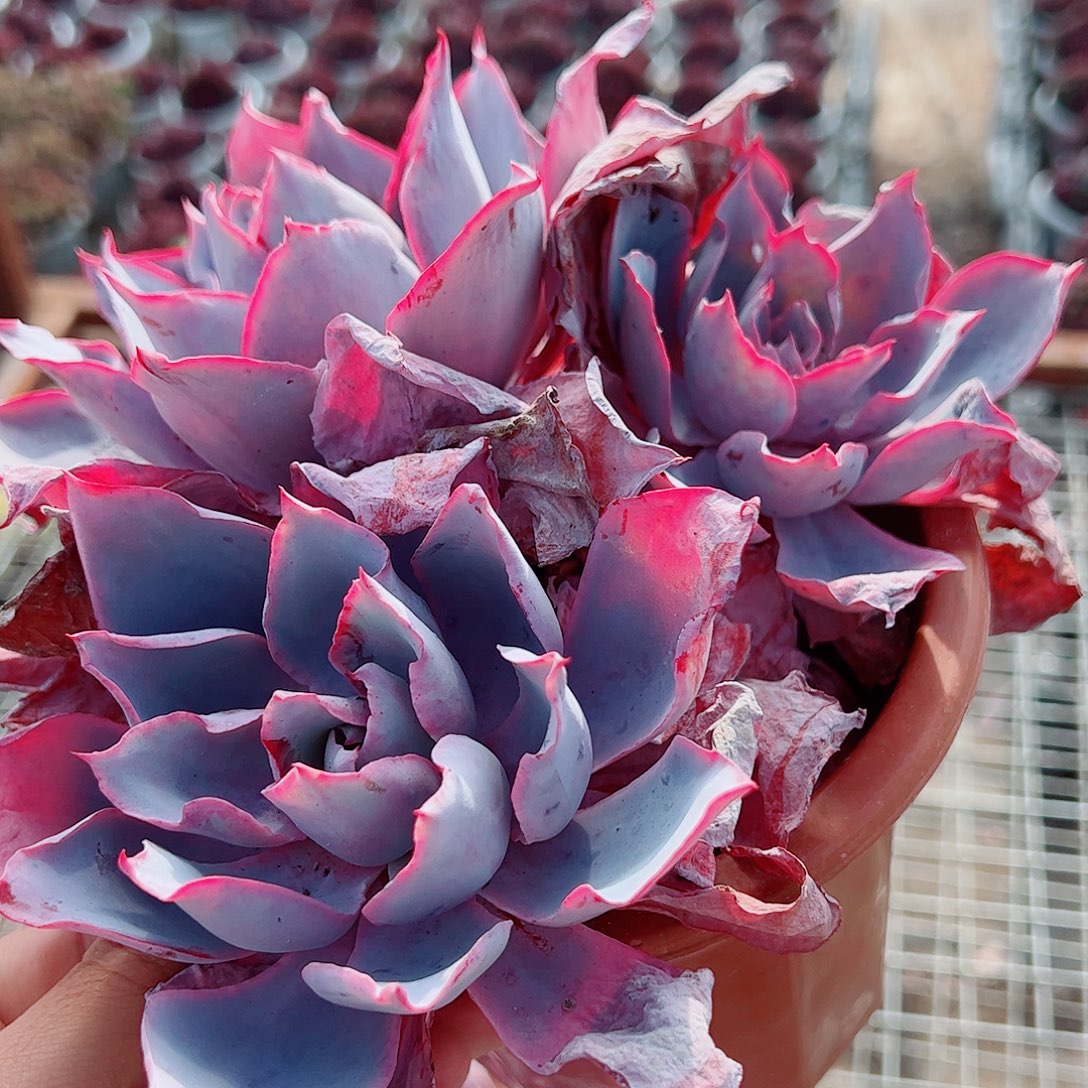 晚霞仙子多头群生精品特价