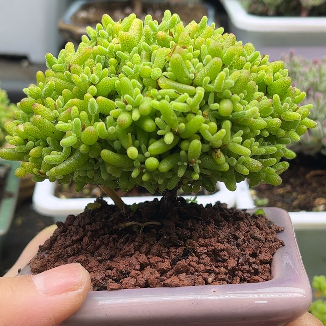 16蜜桔带盆优选枝干