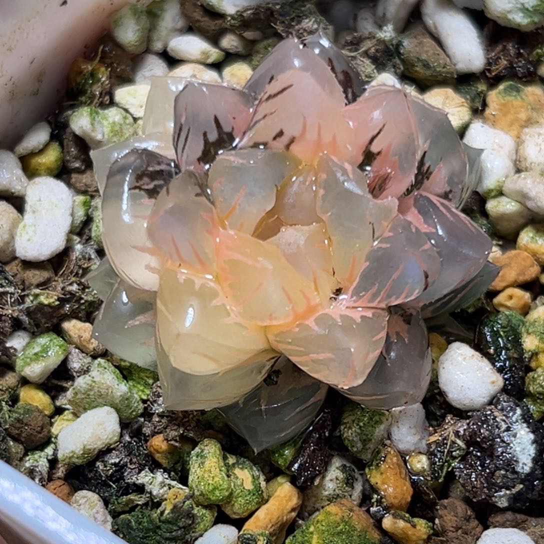 恭喜发财大吉大利661