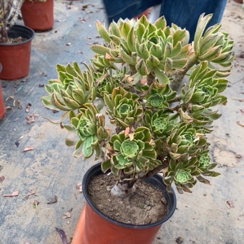 虞姬多肉植物111