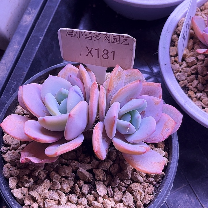 蓝*灵我是第一百个为妖刀应援滴打