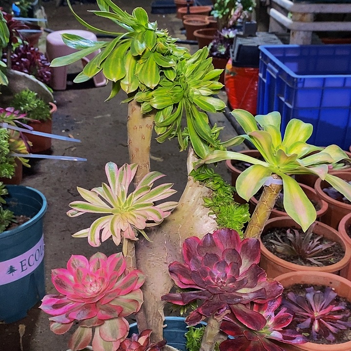 多肉植物碧螺春法师