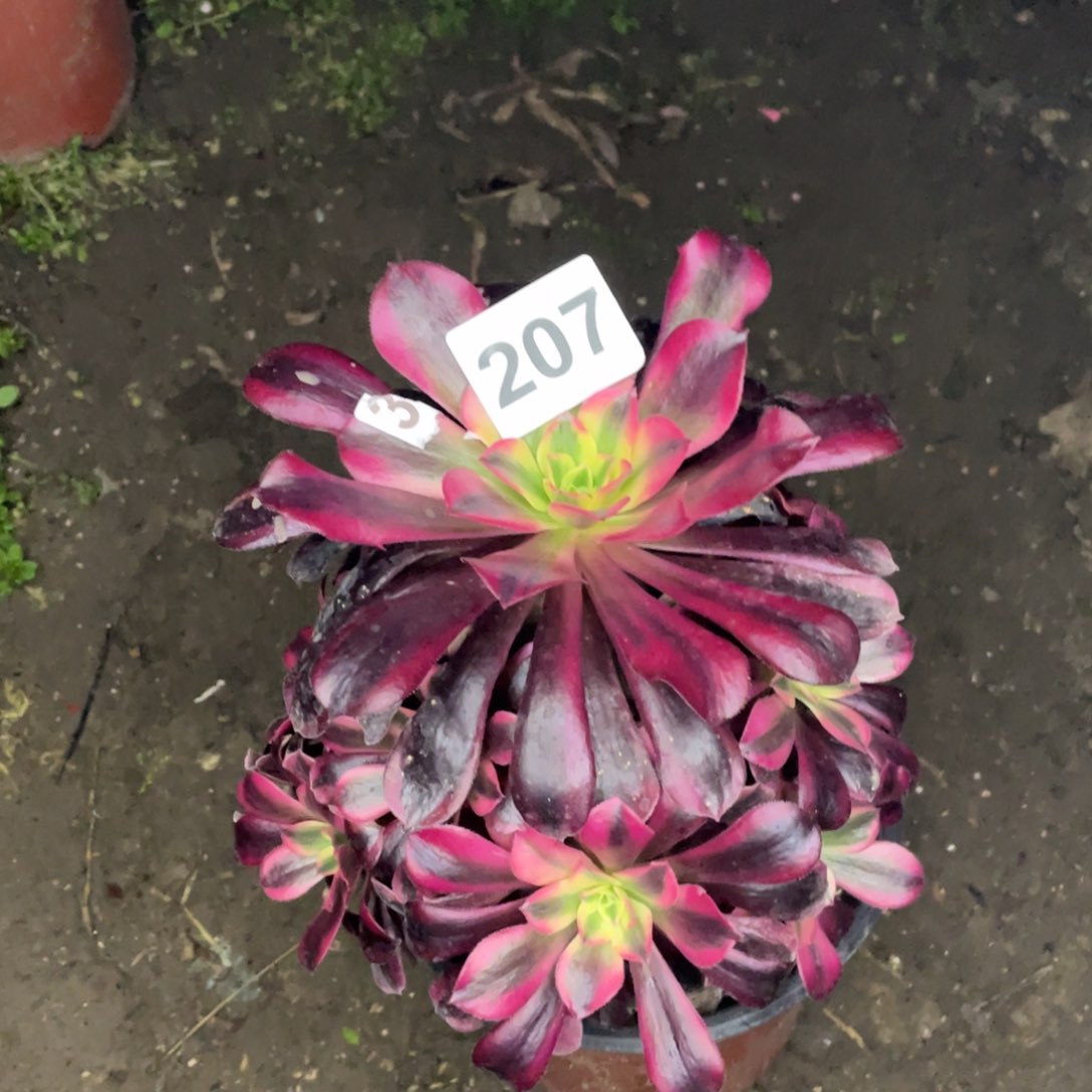 207号美杜莎手捧花