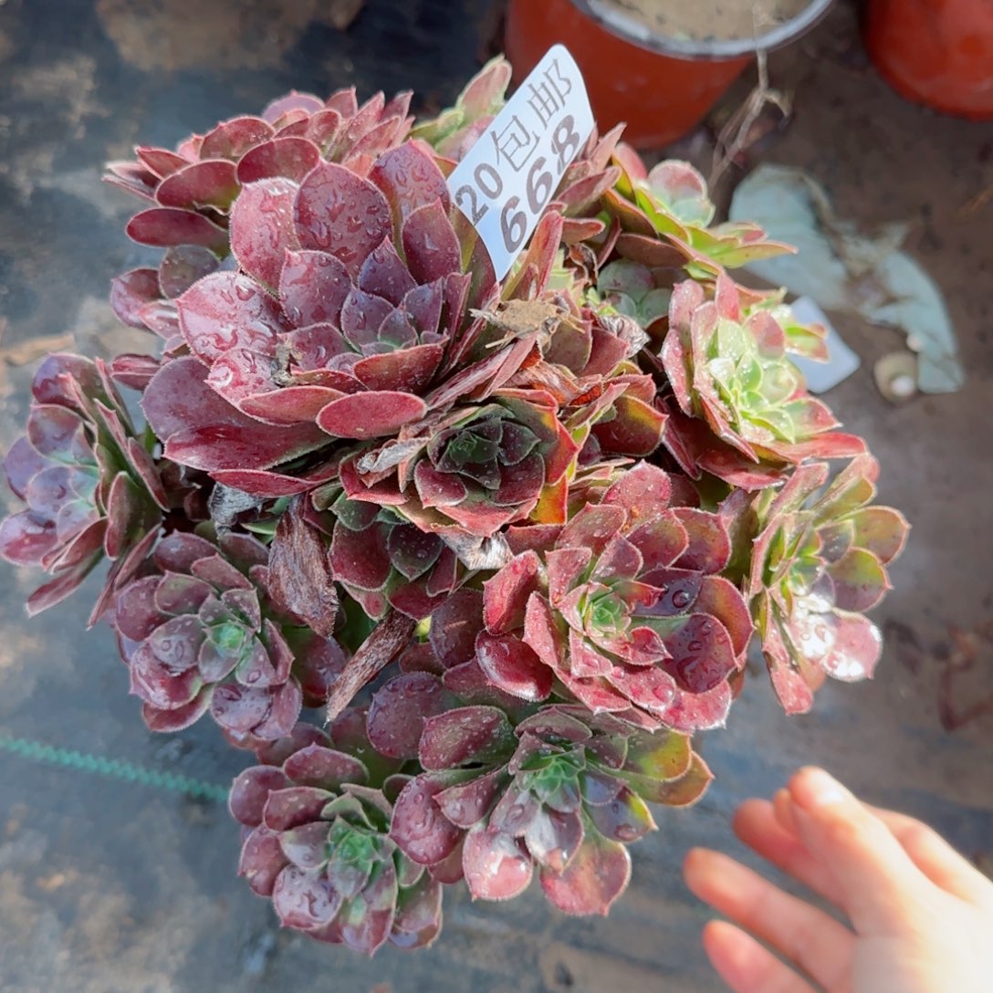 红玫瑰668满20包邮断枝不包