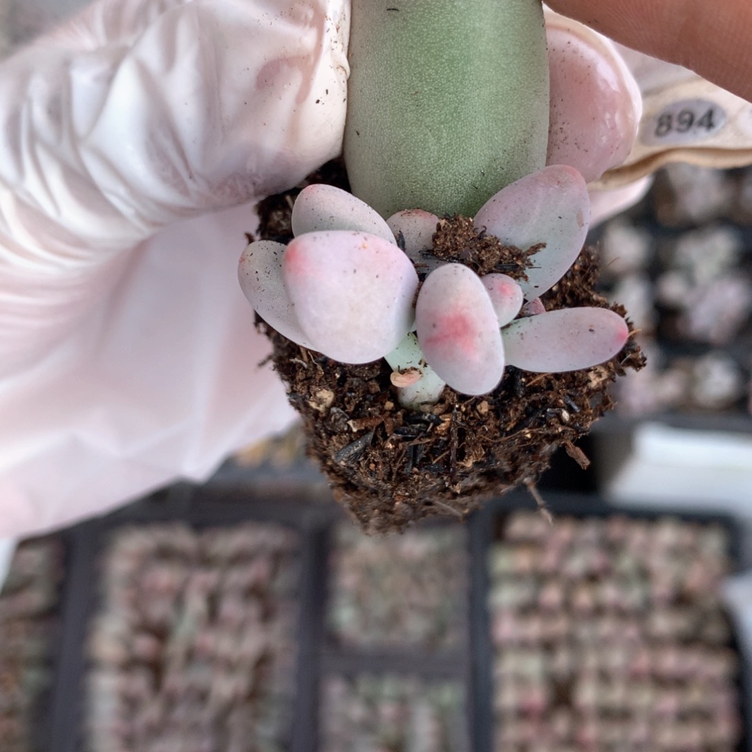 米可米可米可叶插894