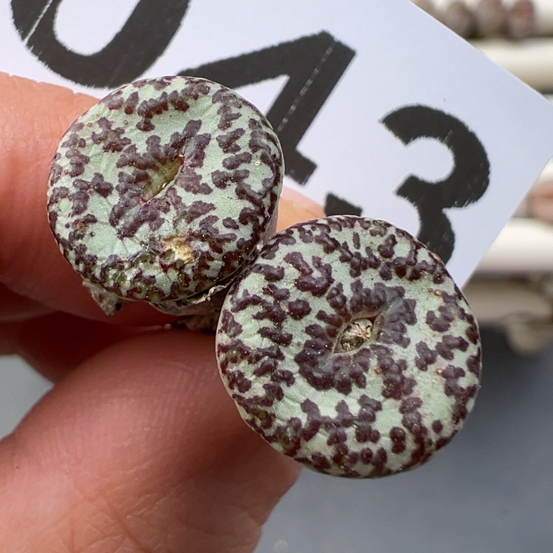 12.31好看的多肉脱土发货043