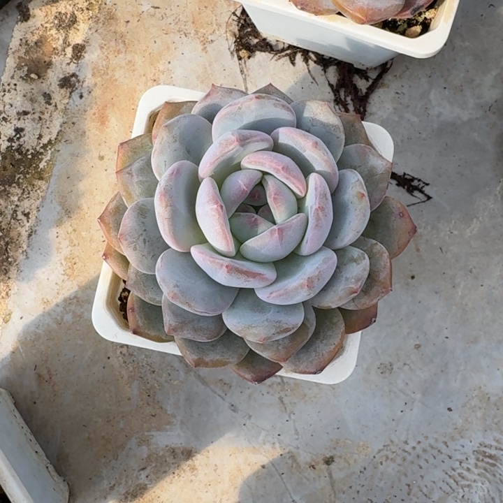 单头橙梦露新号福利价