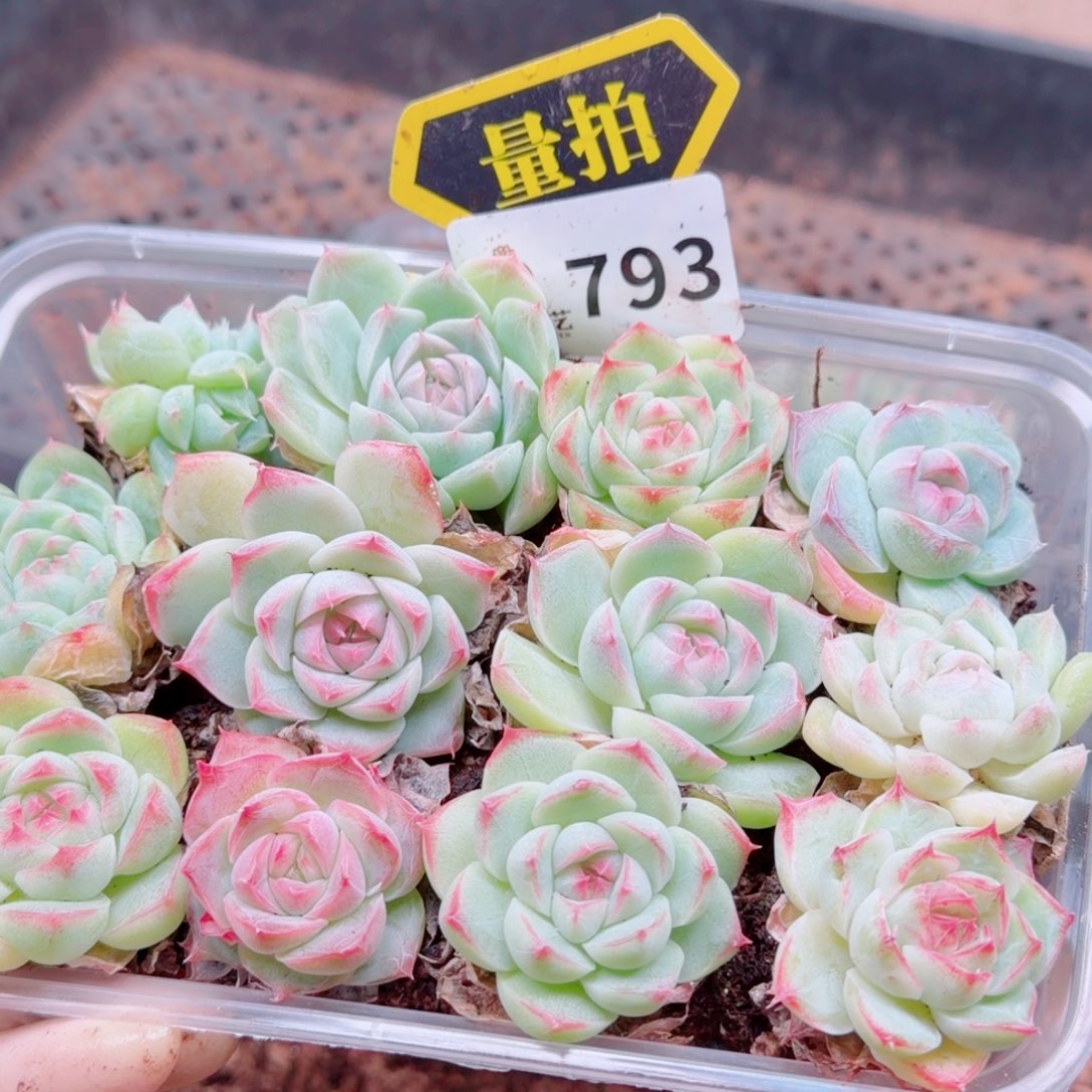 多肉植物多肉植物