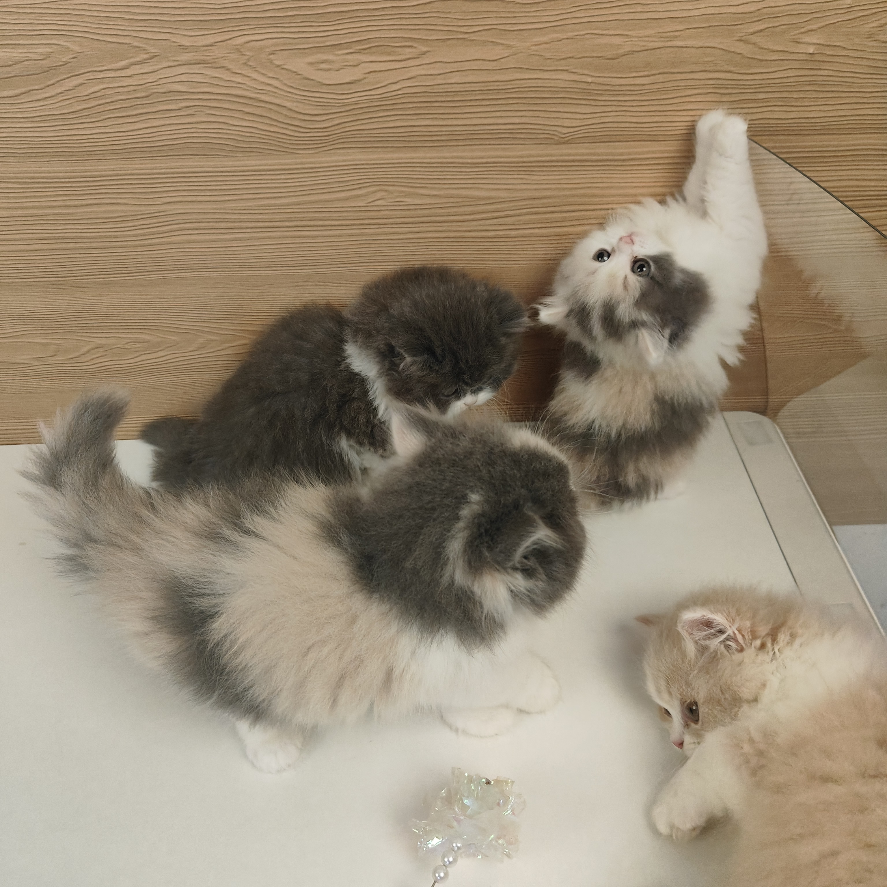 猫咪活体直播间挑选专拍