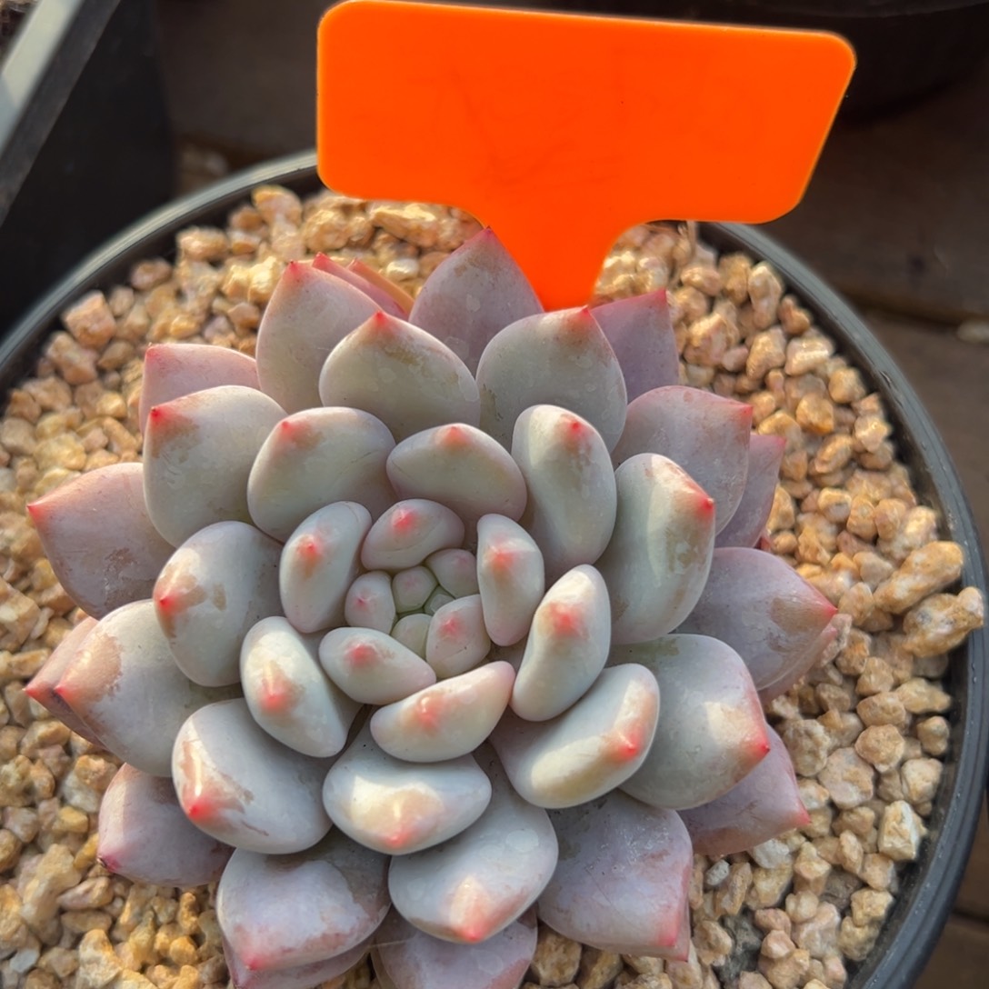 半夏杂11111111111111111