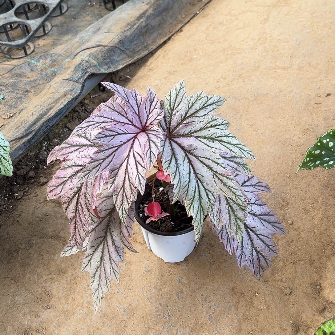 无花朵月见婴秋海棠