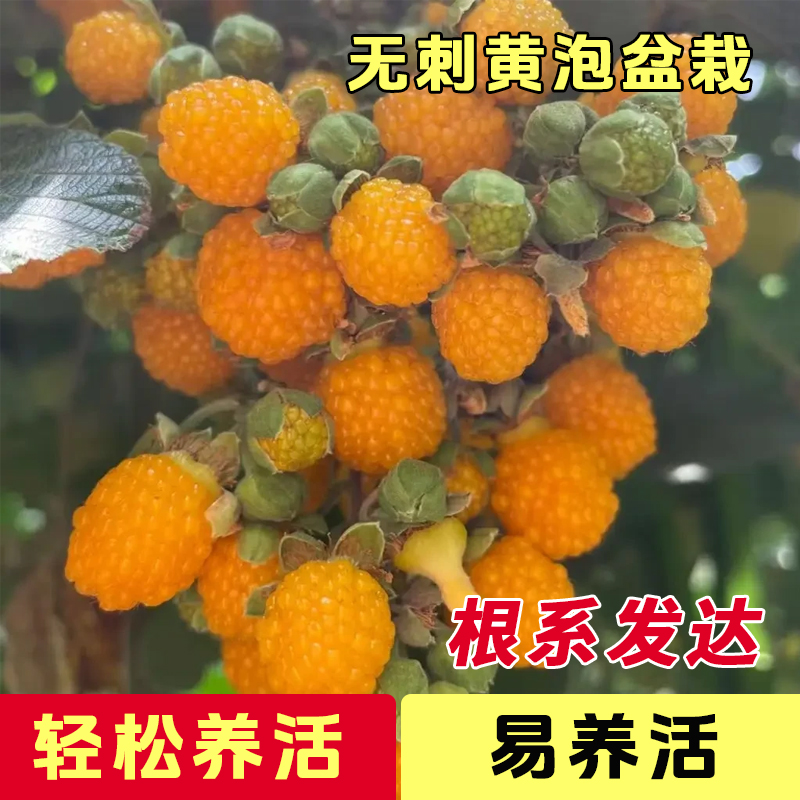 新品云南直发无刺黄泡锁梅无刺黑泡庭院南方四季绿植易养创意绿植