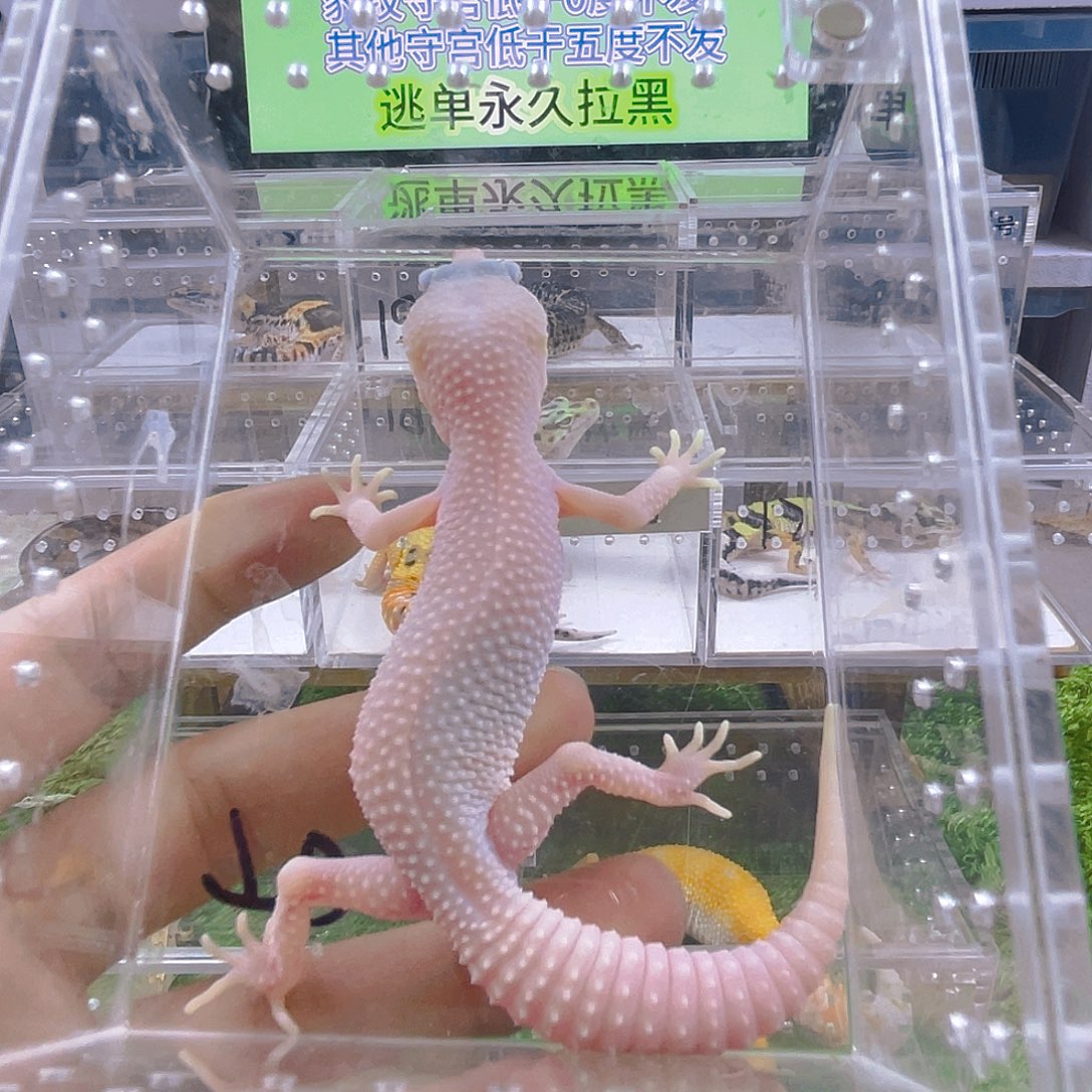 豹纹守宫守宫好看可爱迷人气质