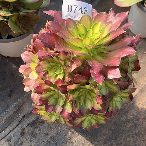 743韶华多肉法师锦