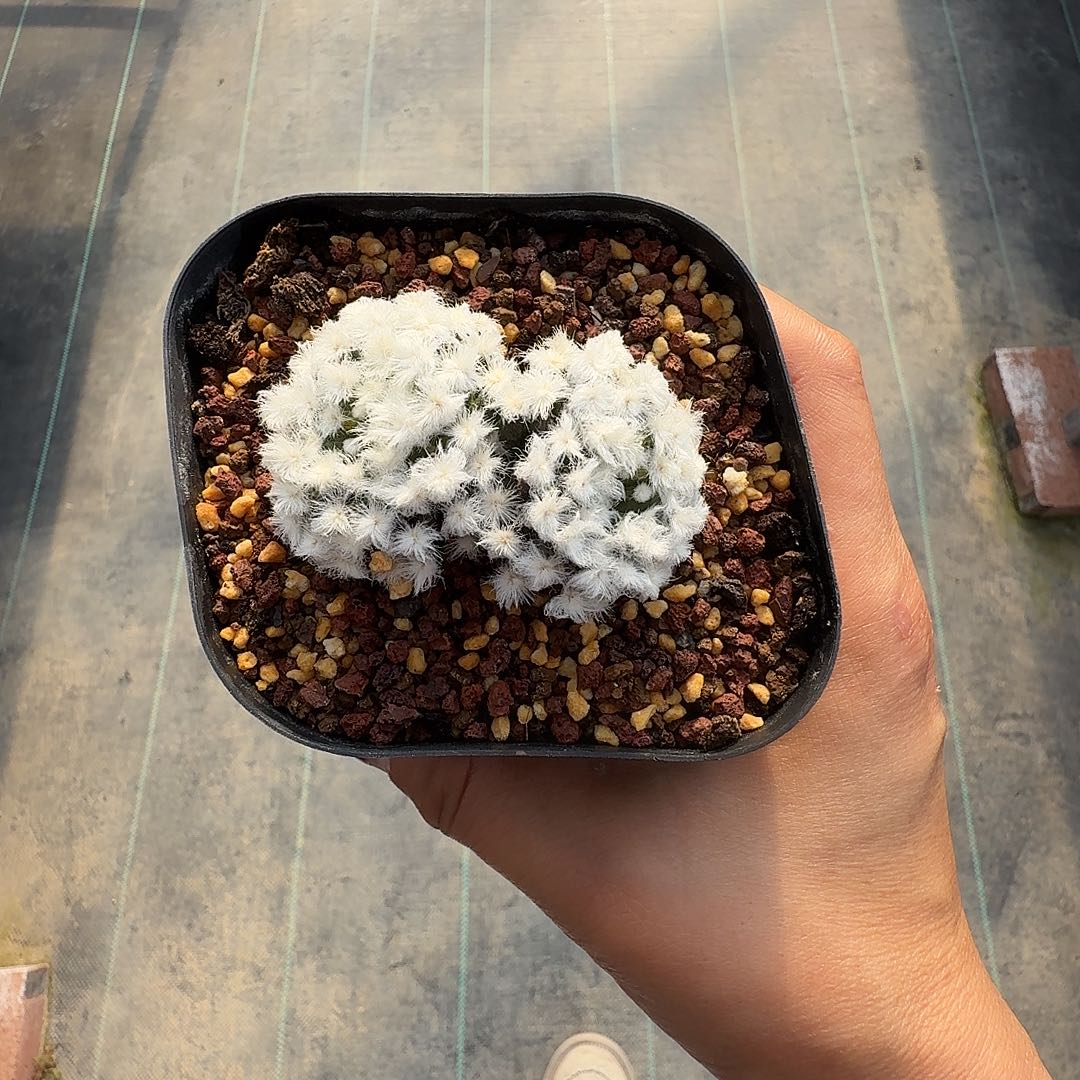 江***盗降落伞白星脱土发货