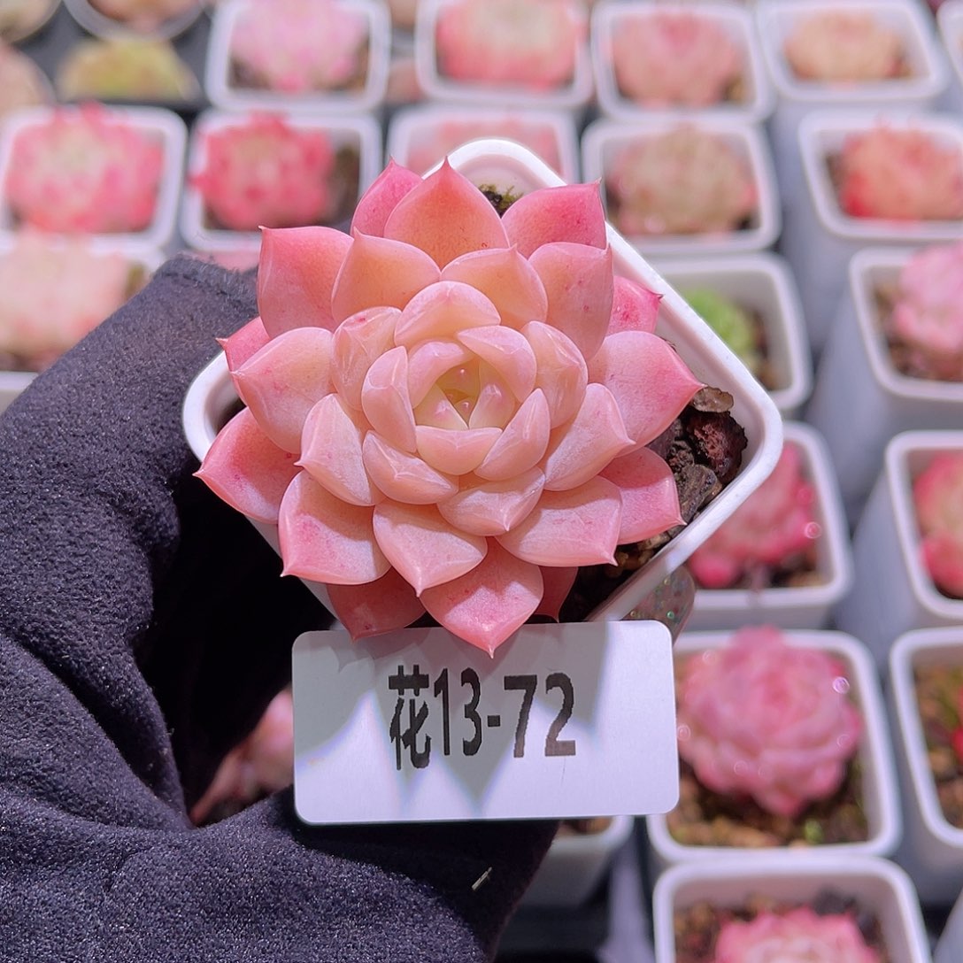 花利美13-72新品单头