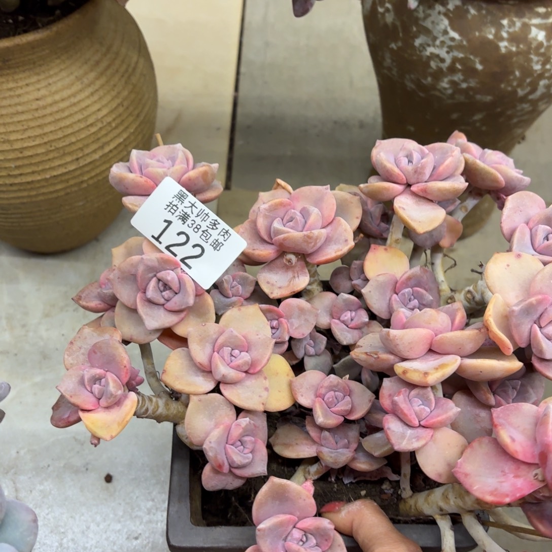 *****黑大帅多肉122彩虹糖