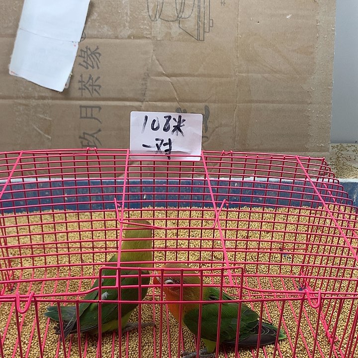 虎皮鹦鹉鱼****馆牡丹一如