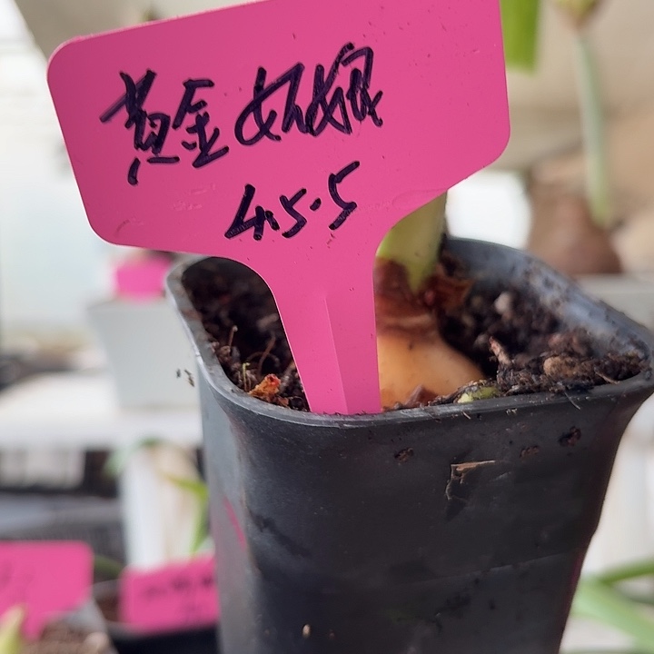 无花朵黄金姑娘朱顶红直径4.5