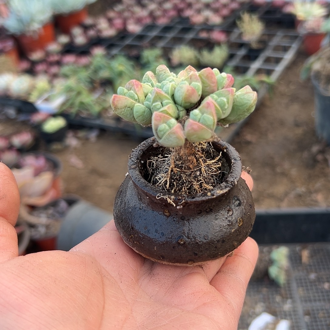 多肉植物秋琴玉开花