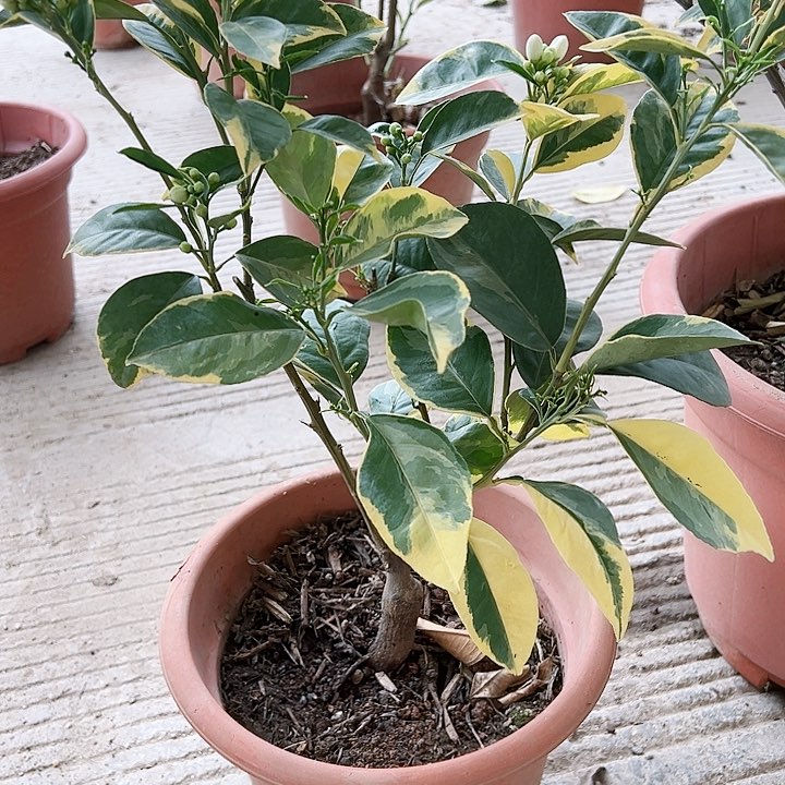 罗*1244566666666666苗