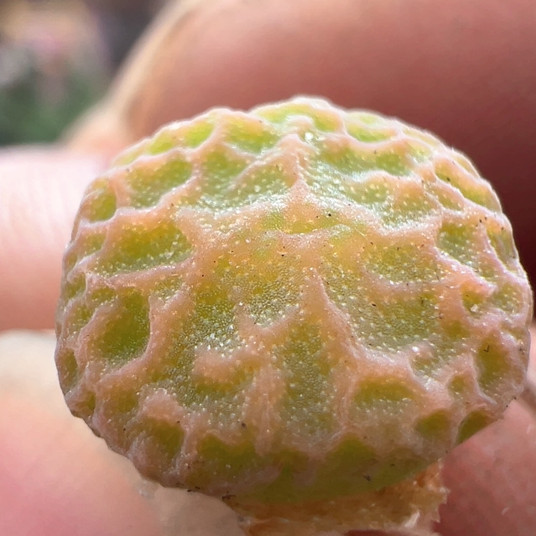 69优选dt7778超烧