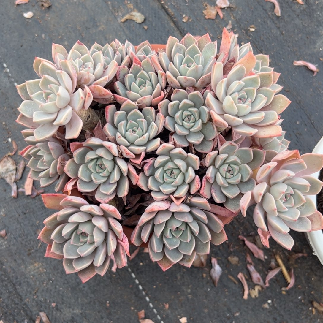 多肉红粉佳人【非偏远地区满18包邮】