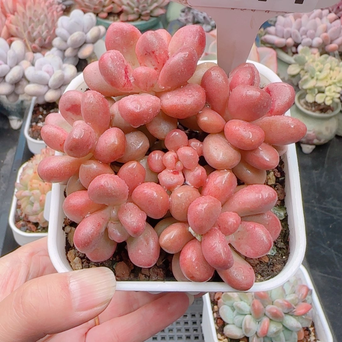 多肉植物7171………….