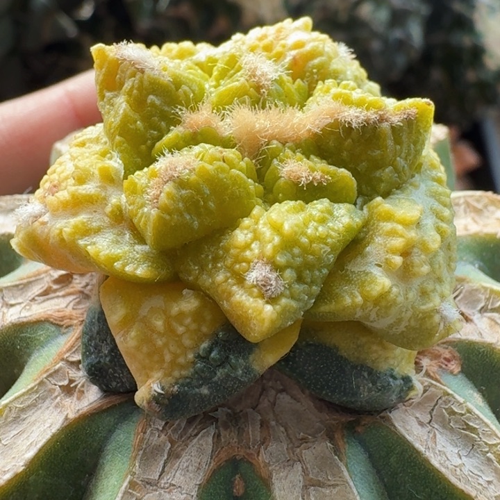 福利苗接龟甲牡丹锦716