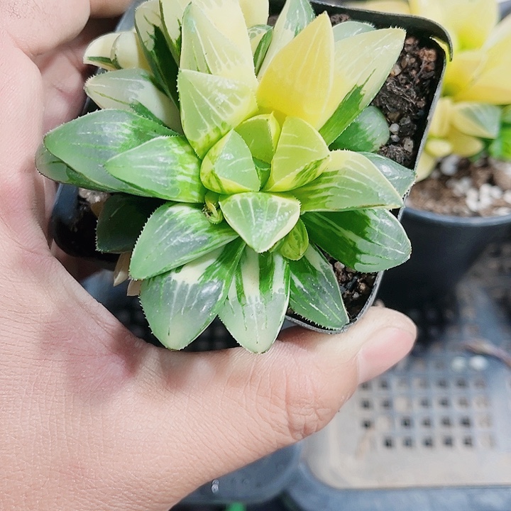 姬寿锦新手好养的