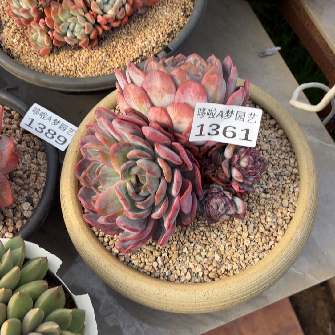 开开心心每一天象牙