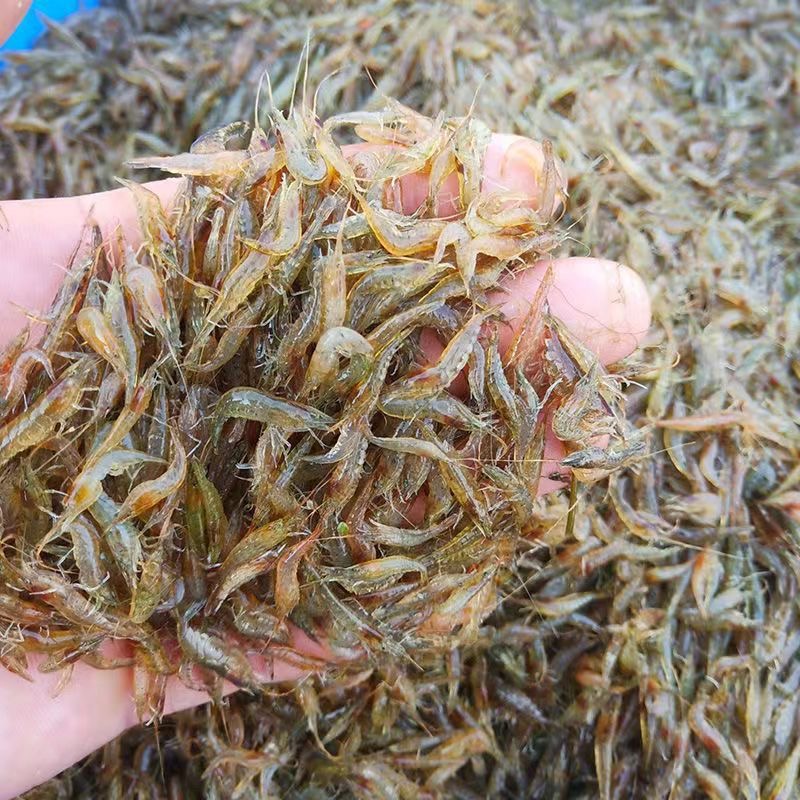 【野生活虾速冻】苏州阳澄特产糠虾淡水小河虾湖虾新鲜急冻清水虾米
