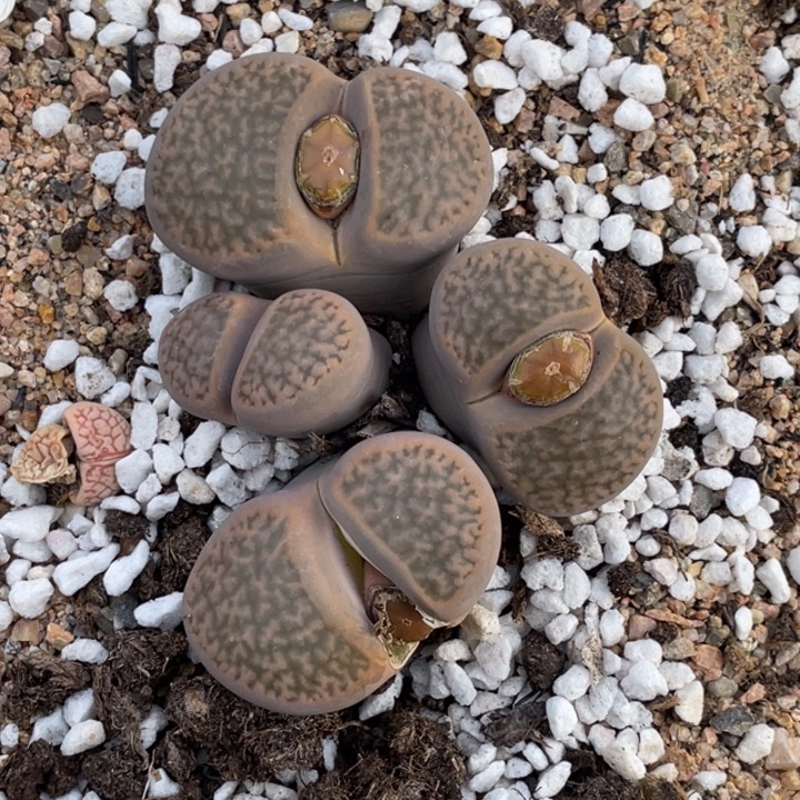 非偏远满20包邮470