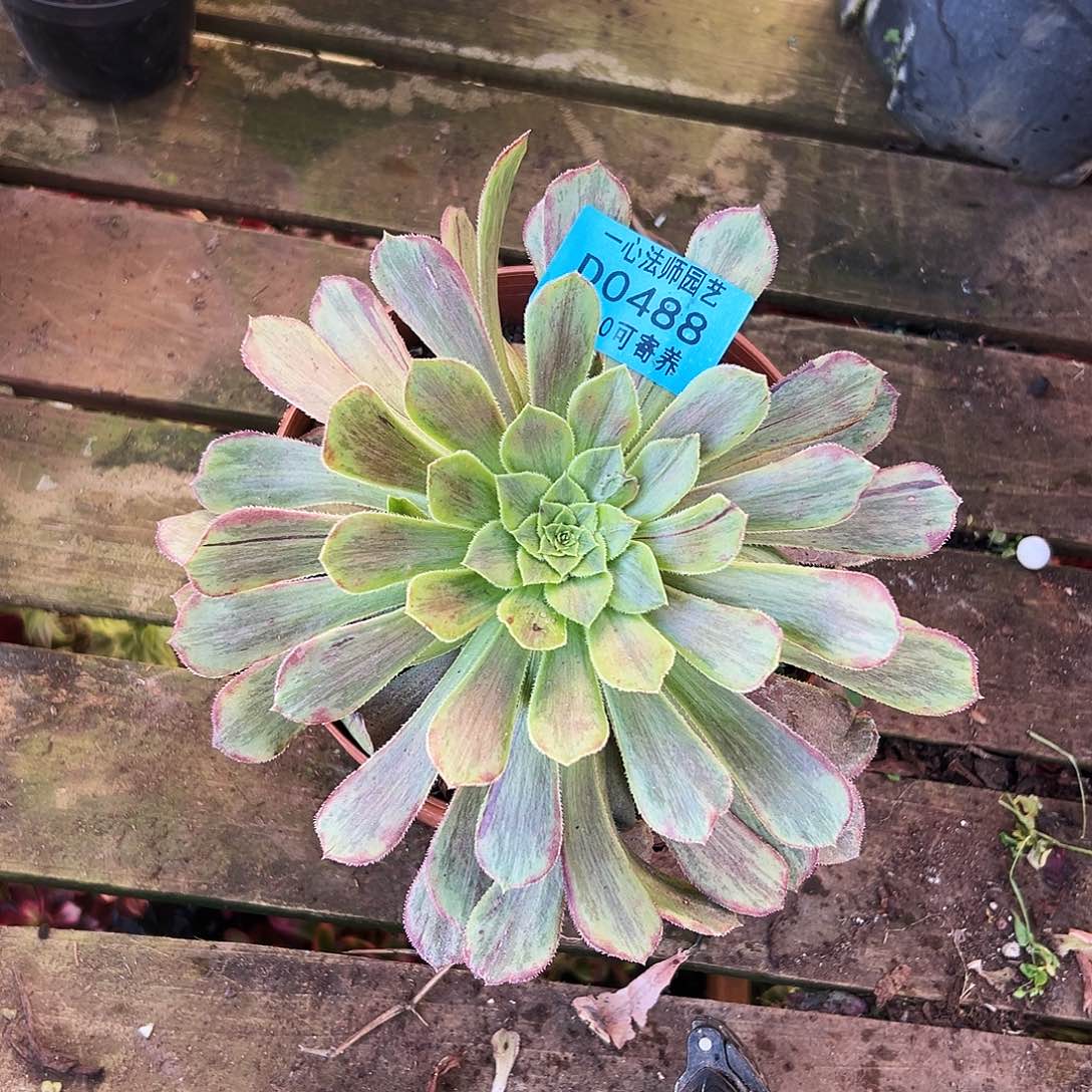 多肉植物多肉植物0488