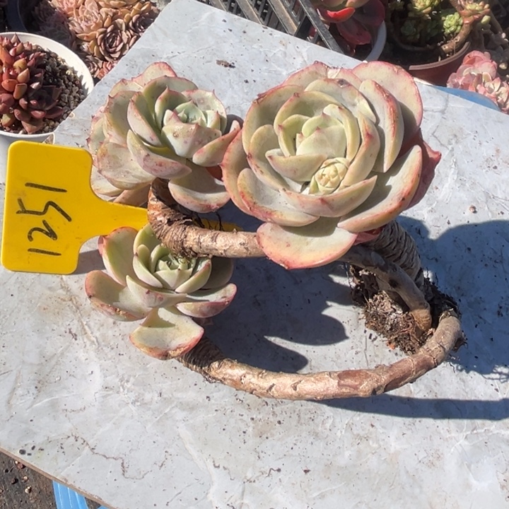 1251 000000000000000