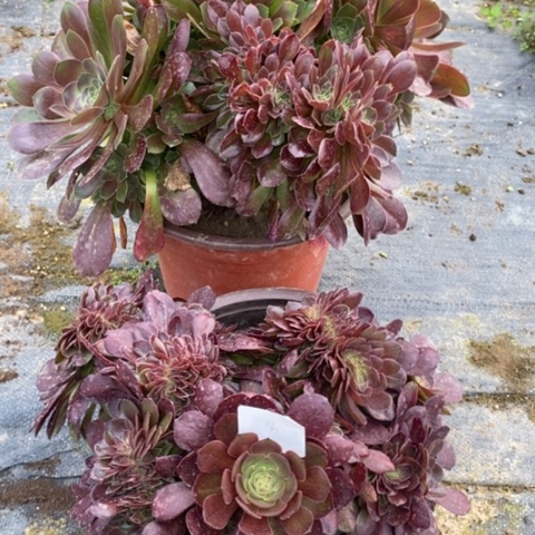 组合缀化组合植物4