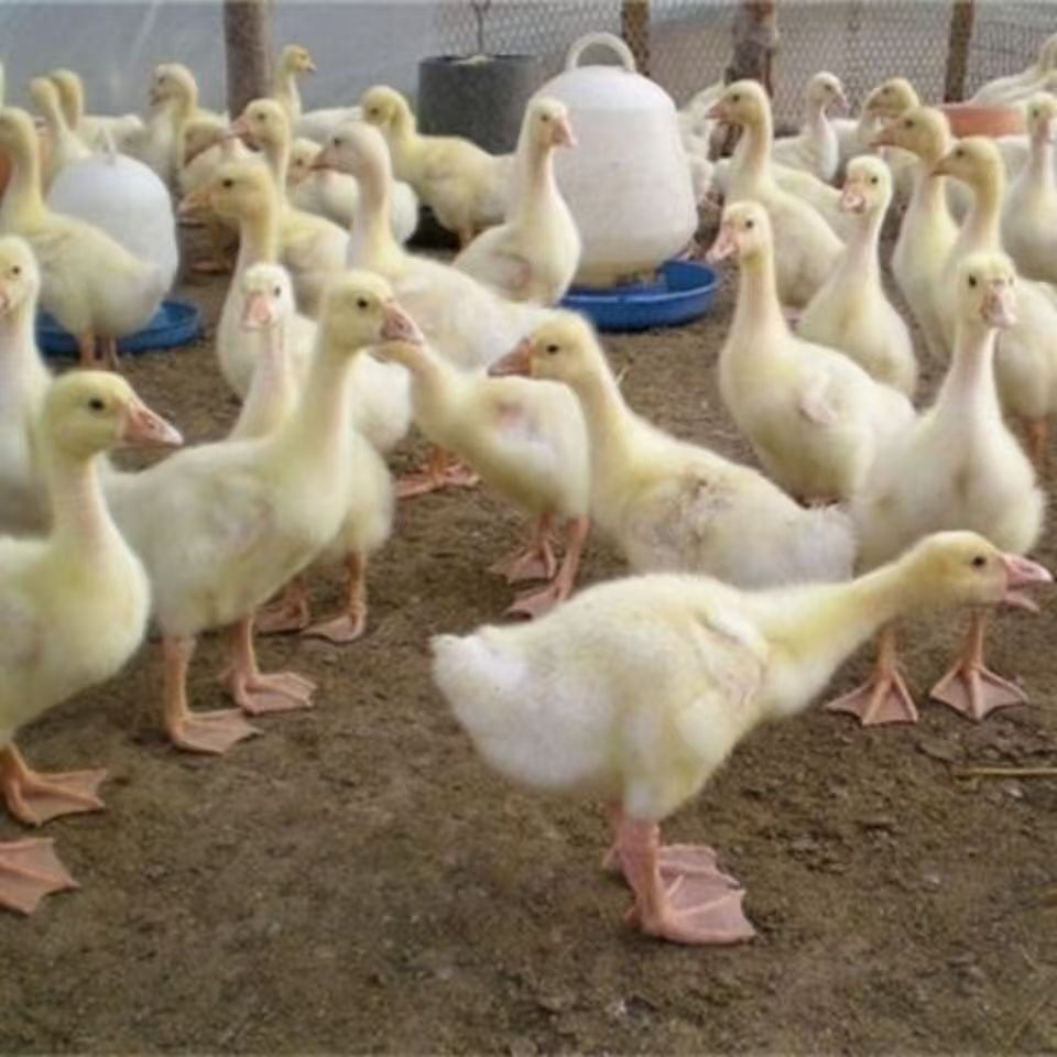 四季五龙产蛋鹅 宠物鸭 包邮包售后包路损