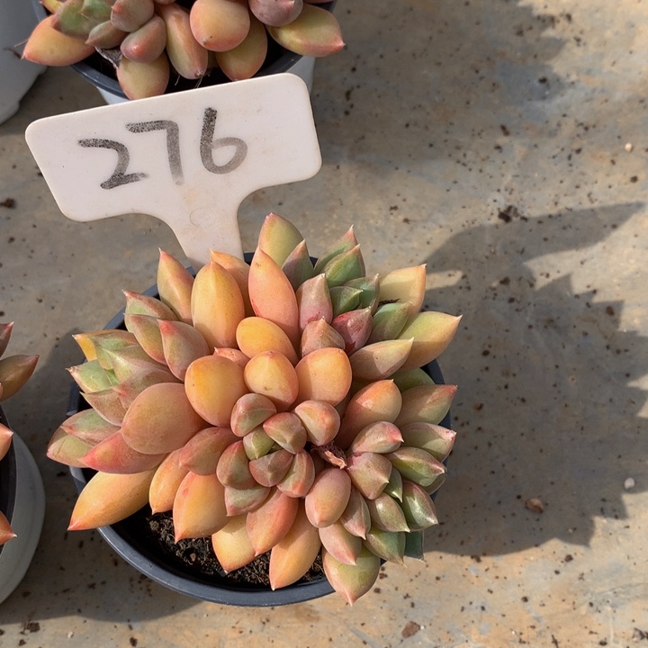 多头需求272772727373737