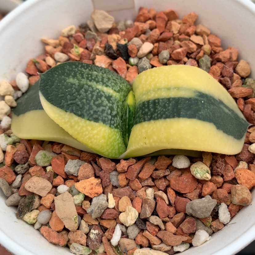 【闪购商品】428珍珠卧牛多肉