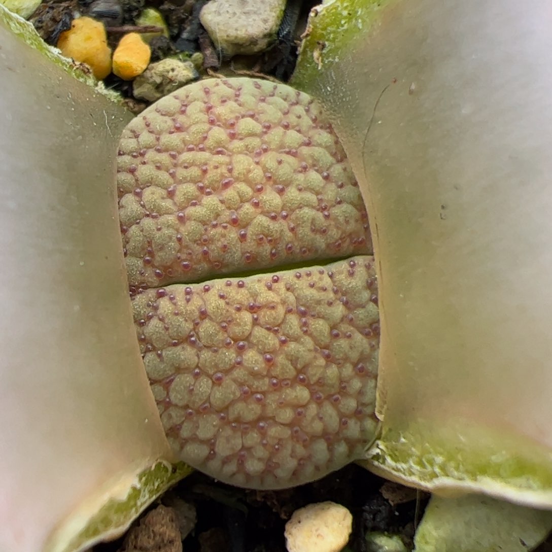 0223号朝贡 多肉植物