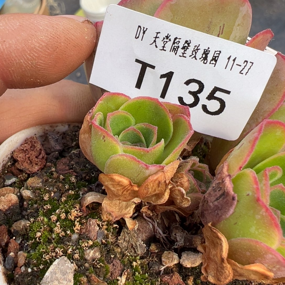 妮***糖糖135潘系一代白龙侧芽