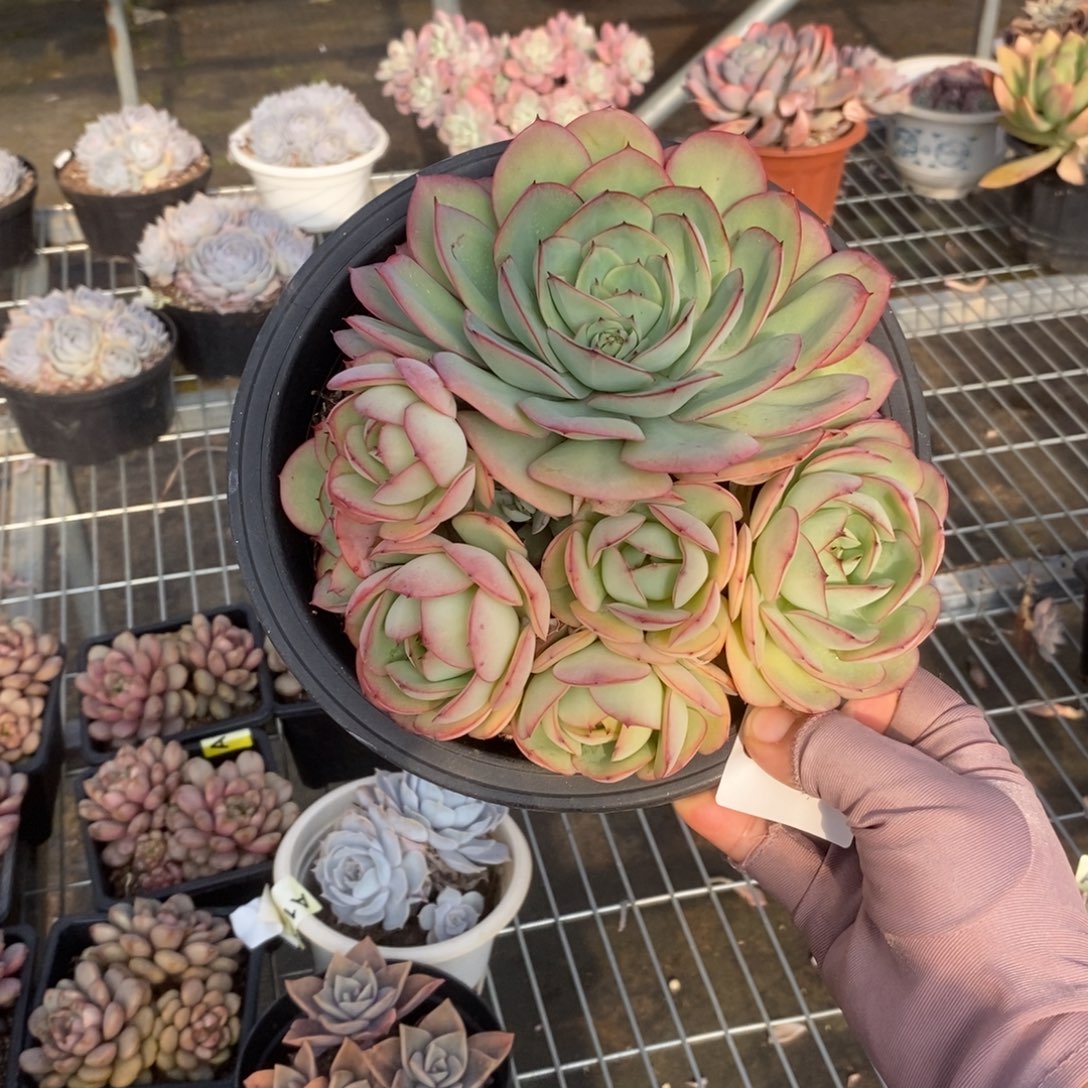 5806牡丹亭一物一拍