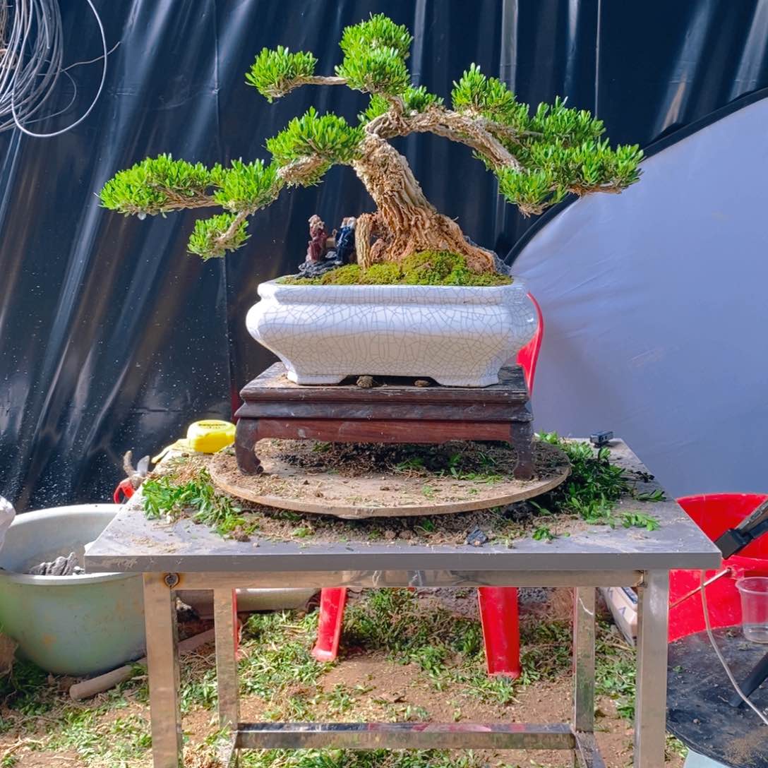 广东雀舌黄杨盆景小叶软枝@****?