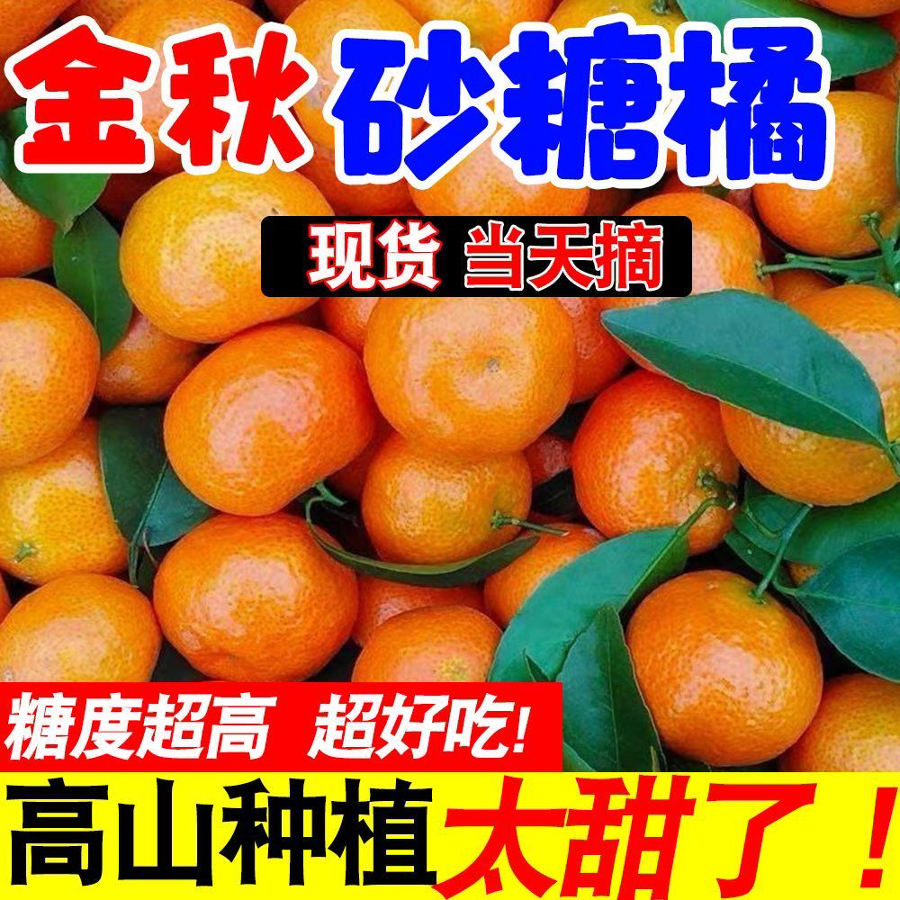 正宗广西桂林金秋砂糖橘现摘先发皮薄小橘子应季水果