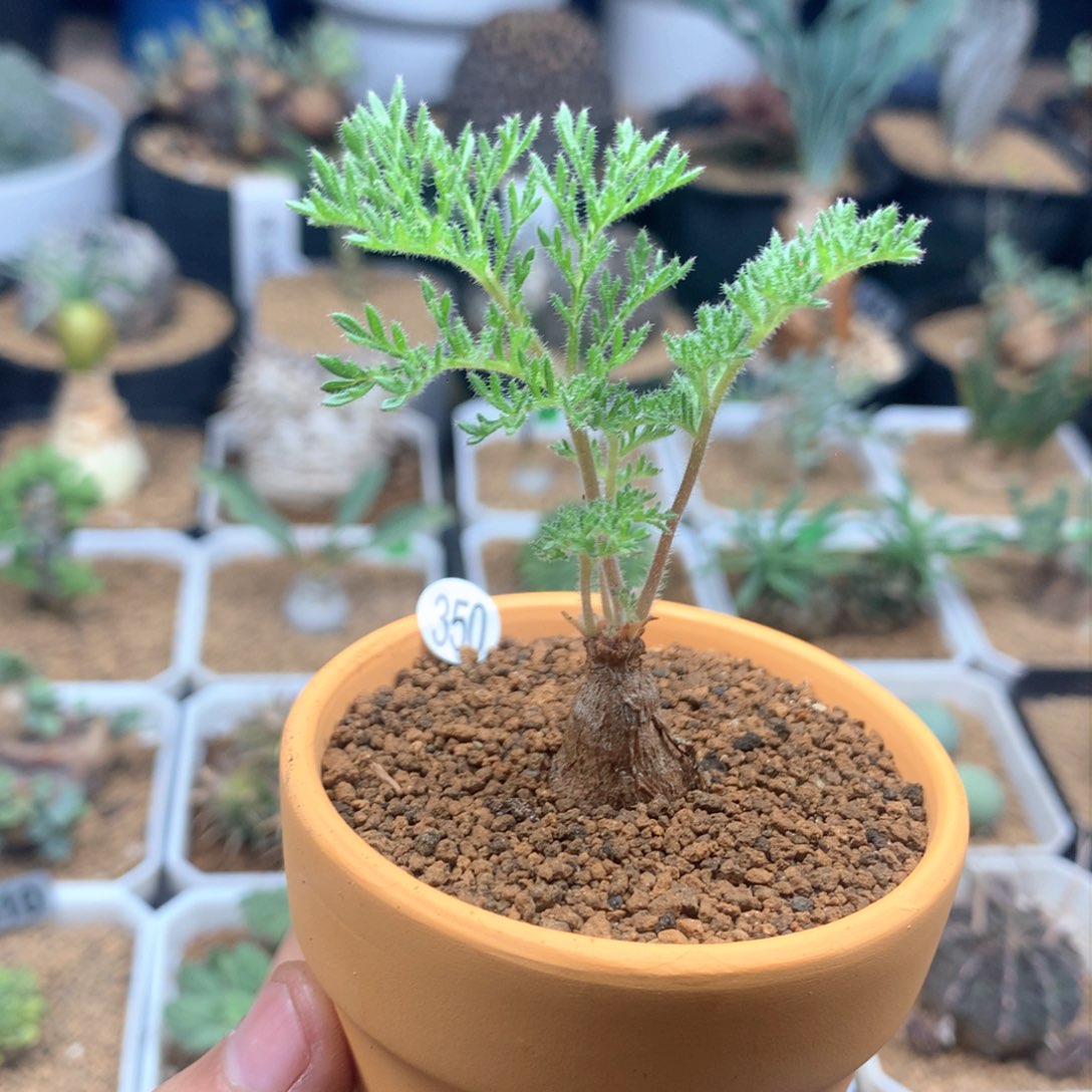 枯木杨葵多肉带盆